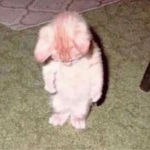 Meet your Posher, Robert